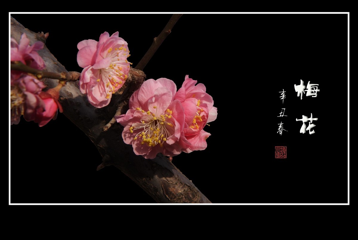 不畏严寒的俏丽花-梅花