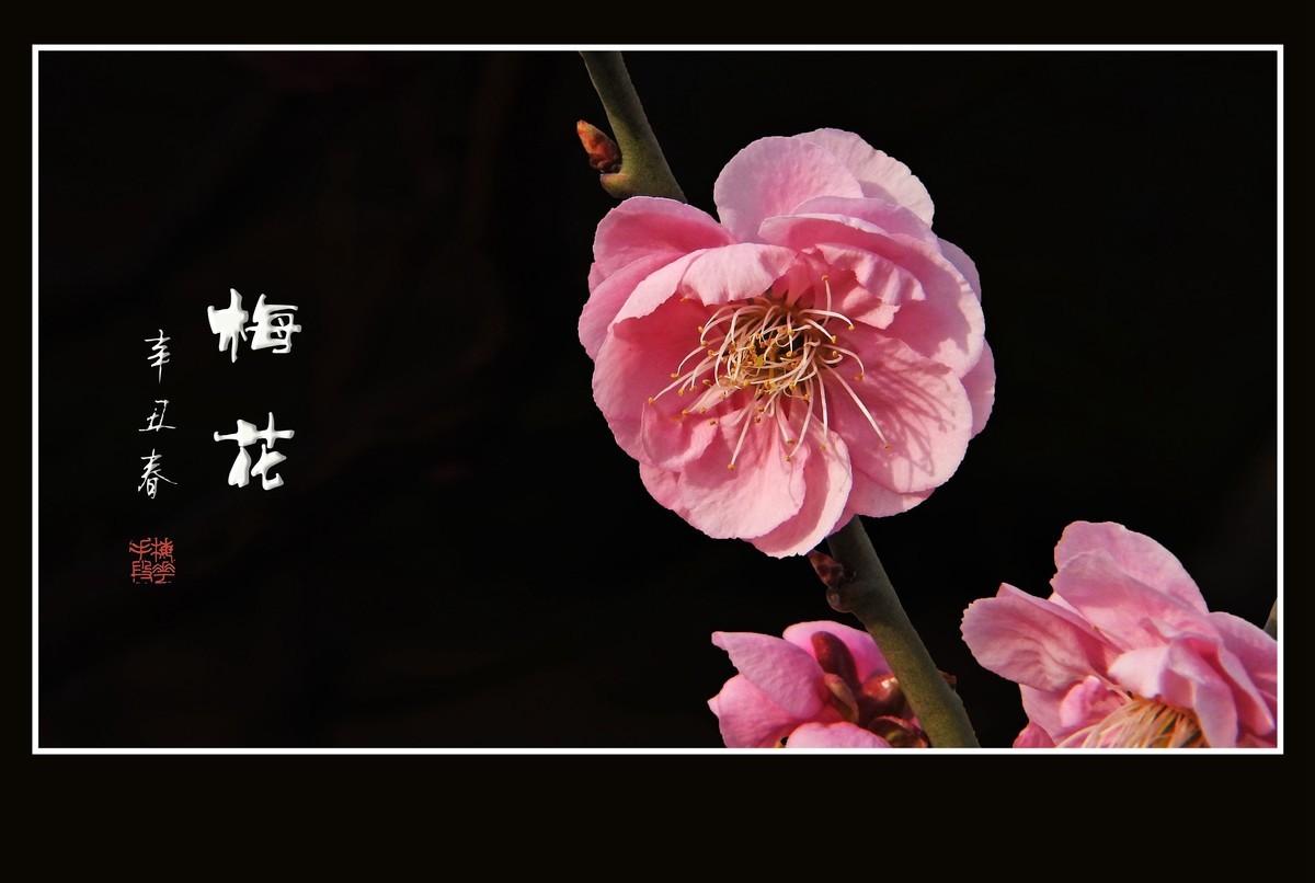 不畏严寒的俏丽花-梅花