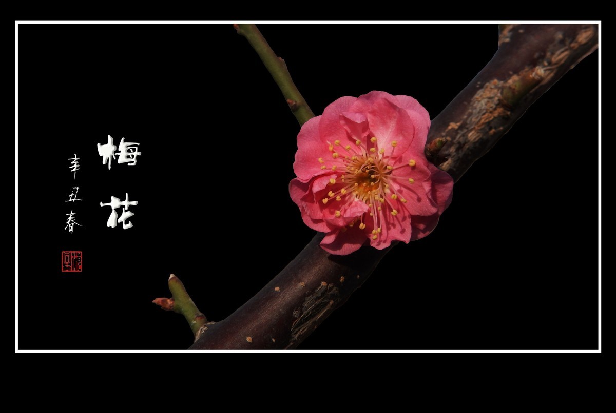 不畏严寒的俏丽花-梅花