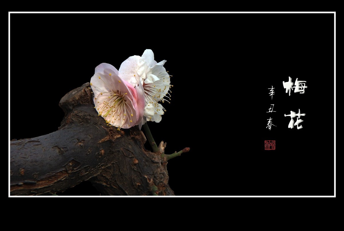 不畏严寒的俏丽花-梅花