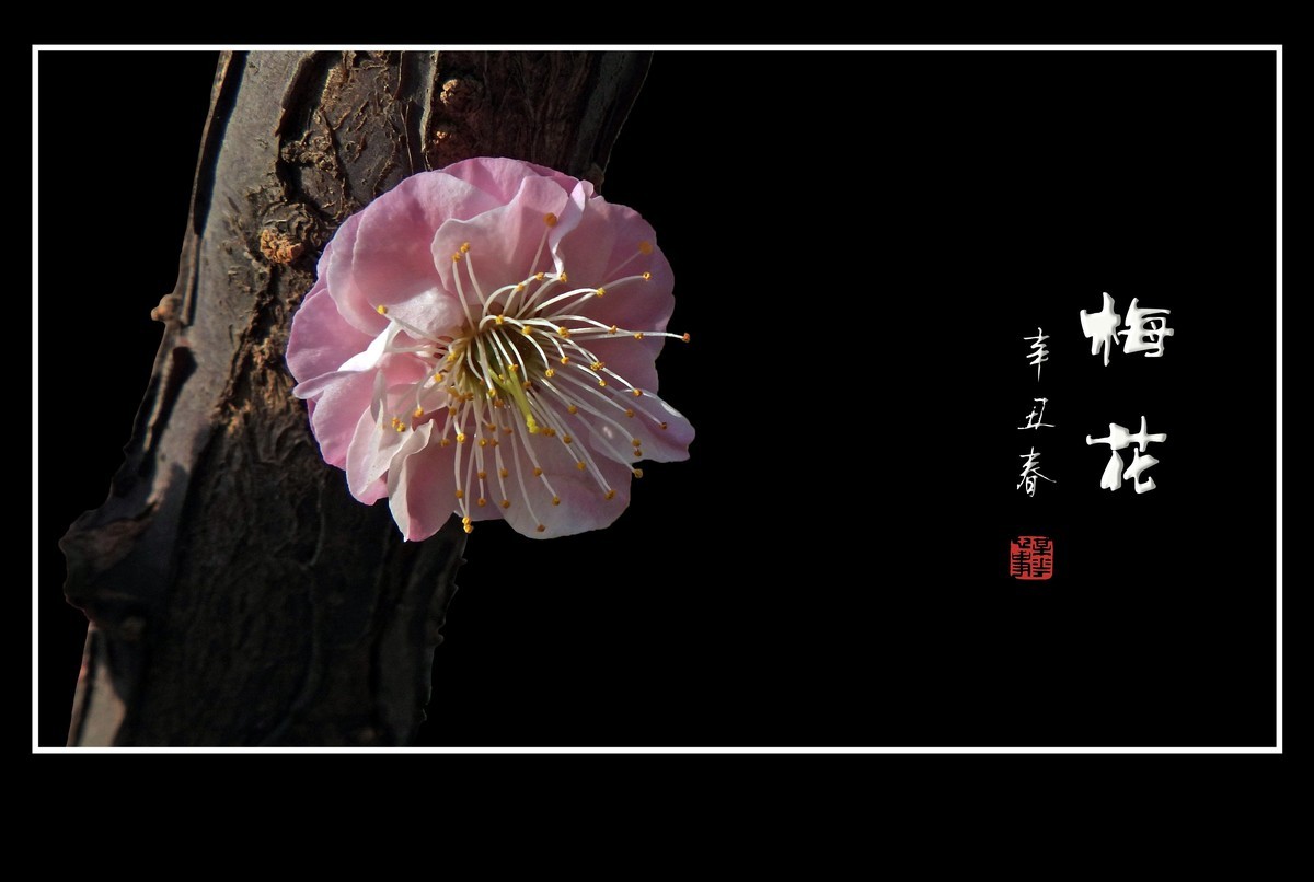 不畏严寒的俏丽花-梅花