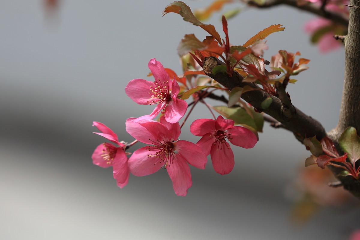 新进的小白兔～锐度不错