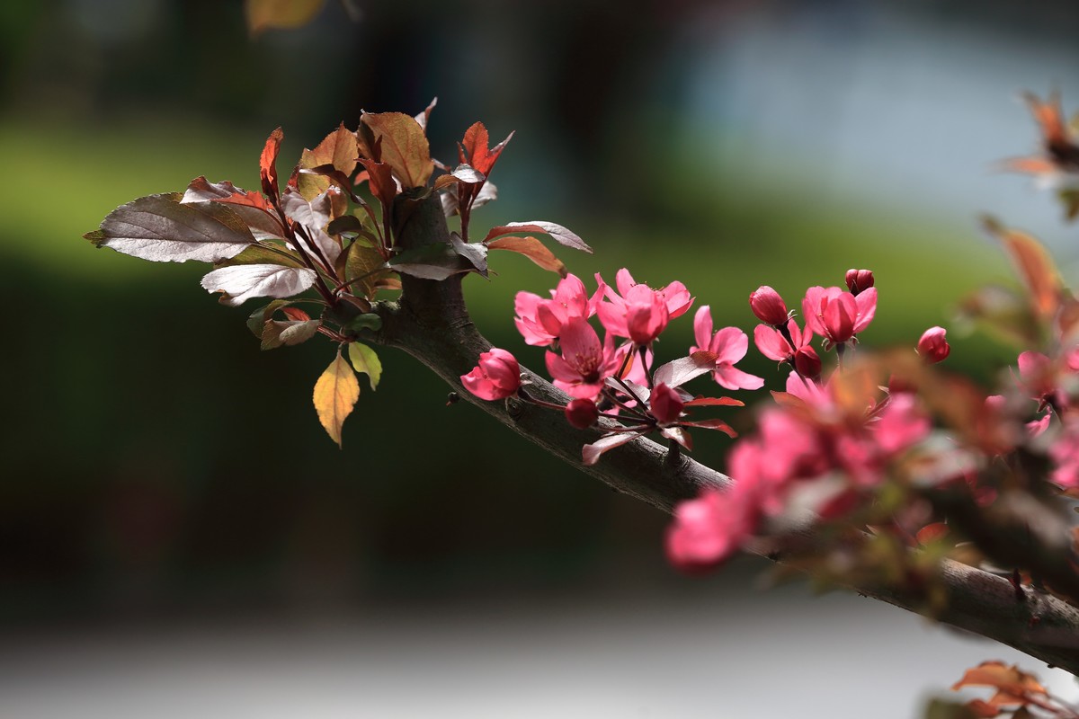 新进的小白兔～锐度不错