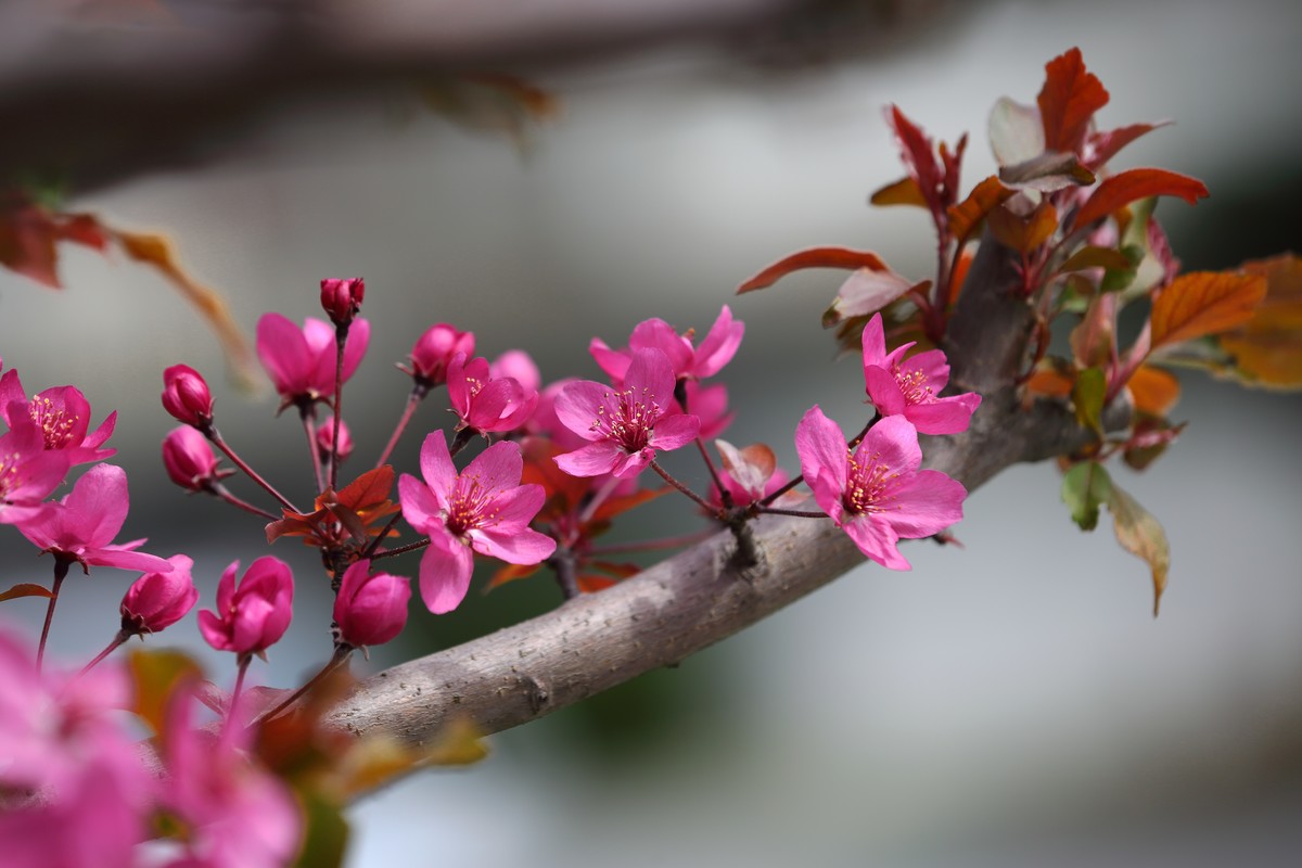 新进的小白兔～锐度不错