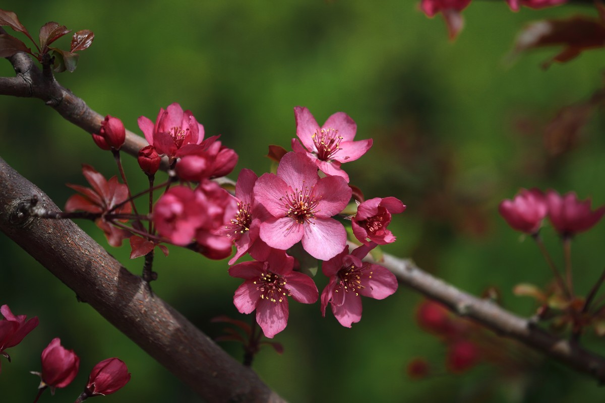 新进的小白兔～锐度不错