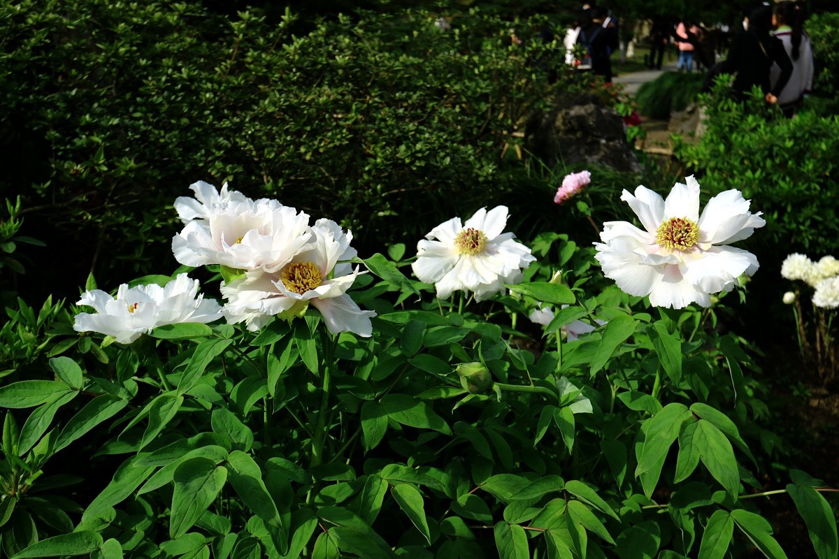 EF-M 11-22 既能拍广角，也适合拍中景、近景