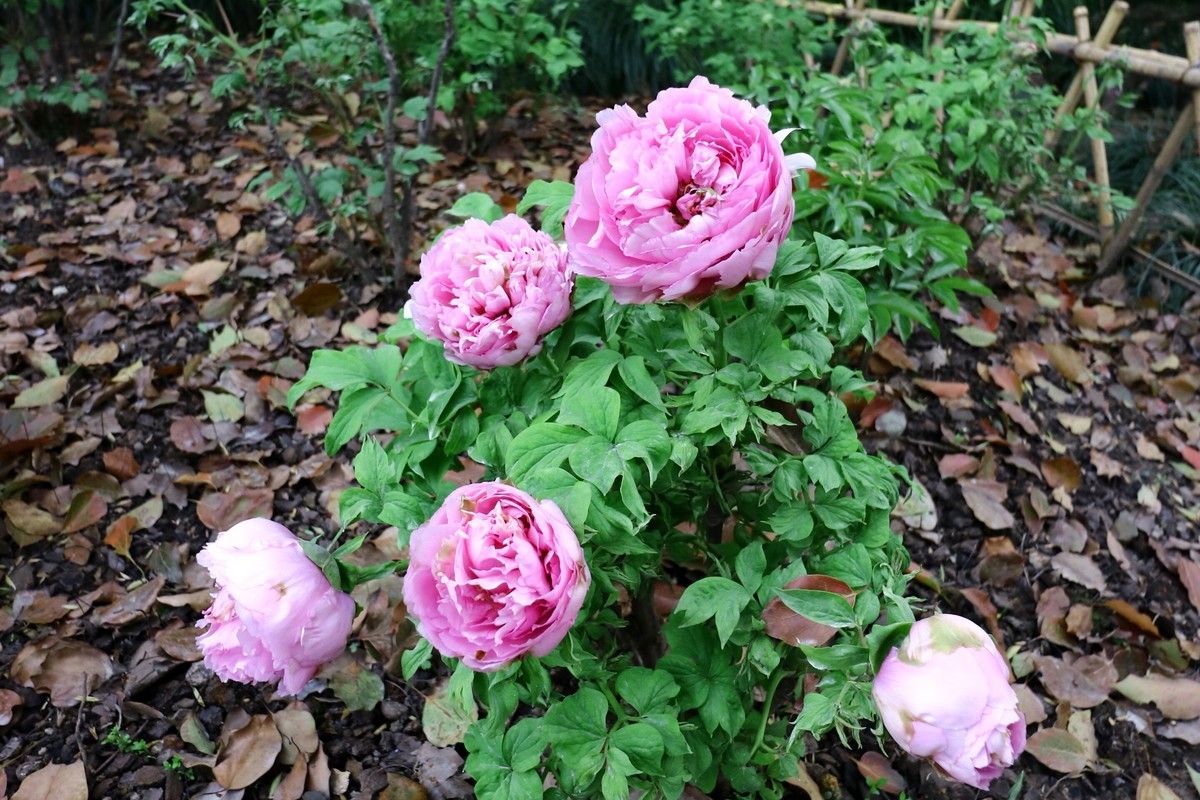 EF-M 11-22 既能拍广角，也适合拍中景、近景