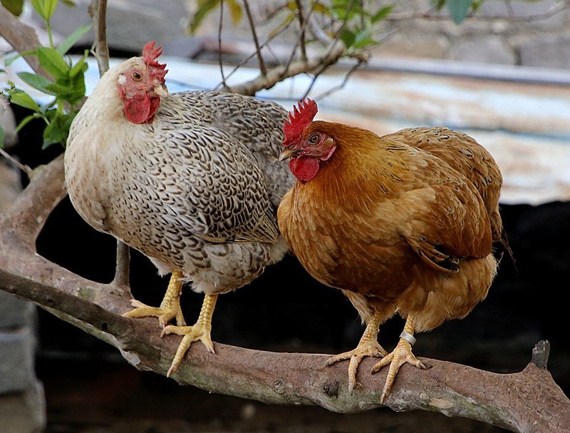 906【不老松：海南游摄纪实】临高昌拱村的鸡！