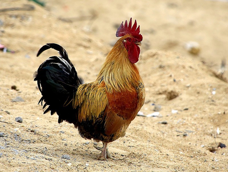 906【不老松：海南游摄纪实】临高昌拱村的鸡！