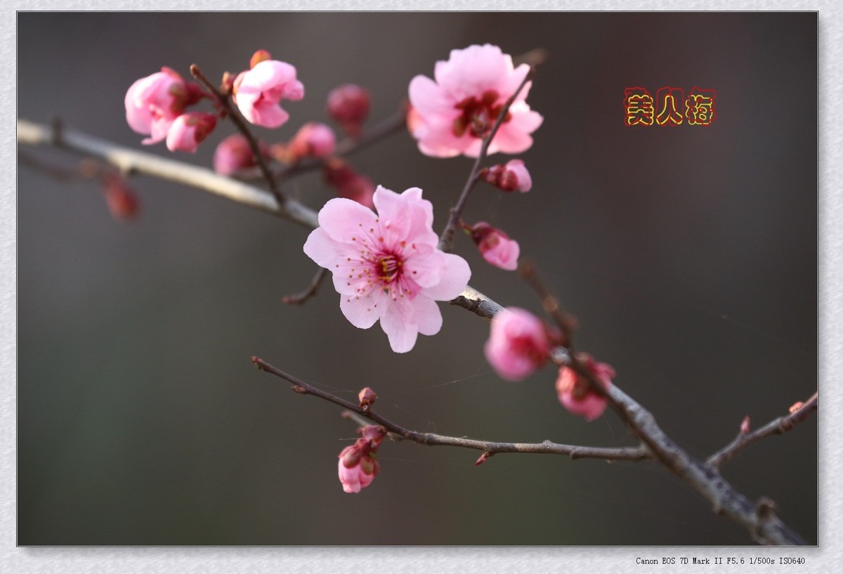 美人梅 6【2023-0245】