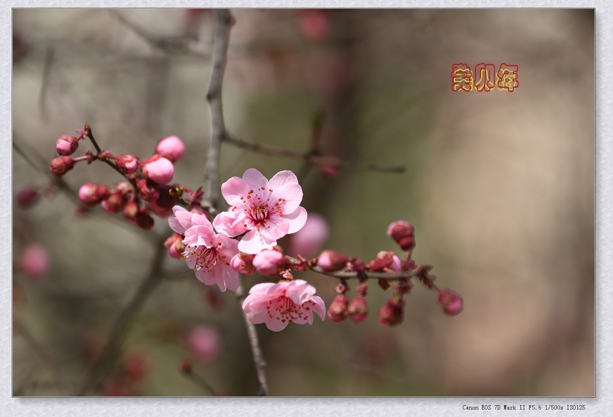 美人梅 6【2023-0245】