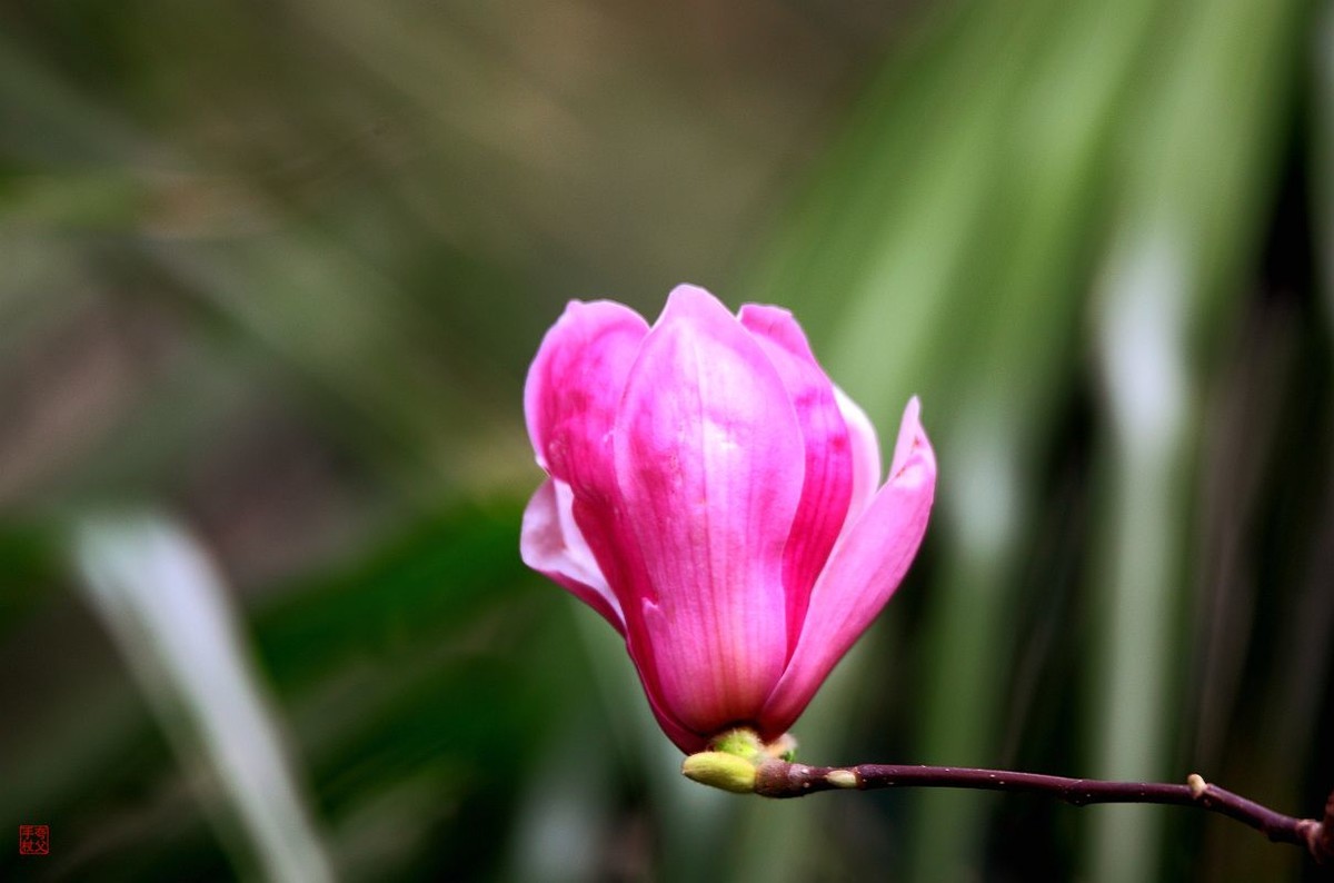花花的世界（四）