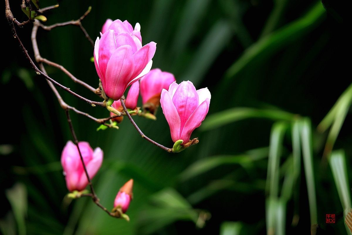 花花的世界（四）