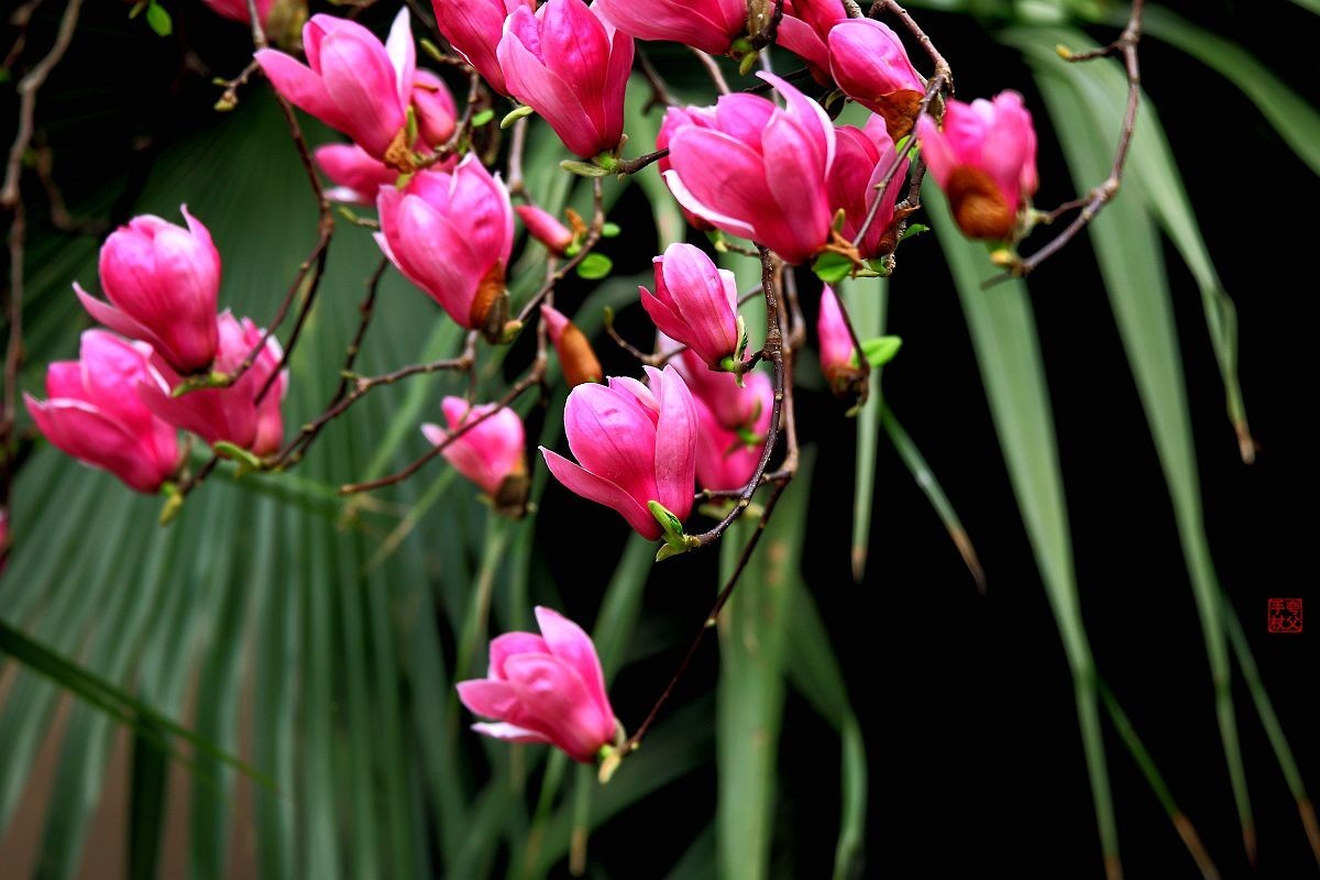 花花的世界（四）