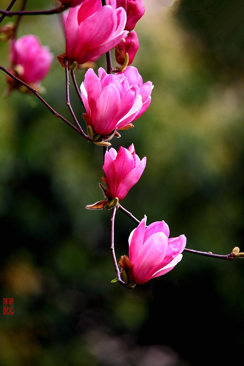 花花的世界（四）