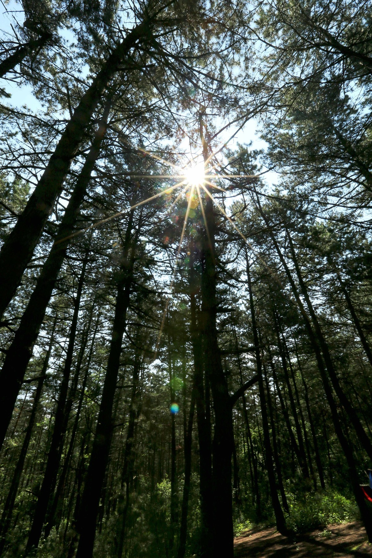 2023年拍长白山松林