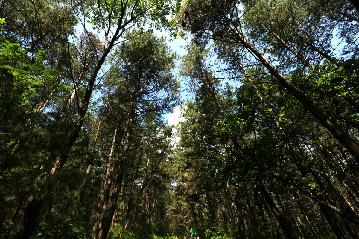 2023年拍长白山松林