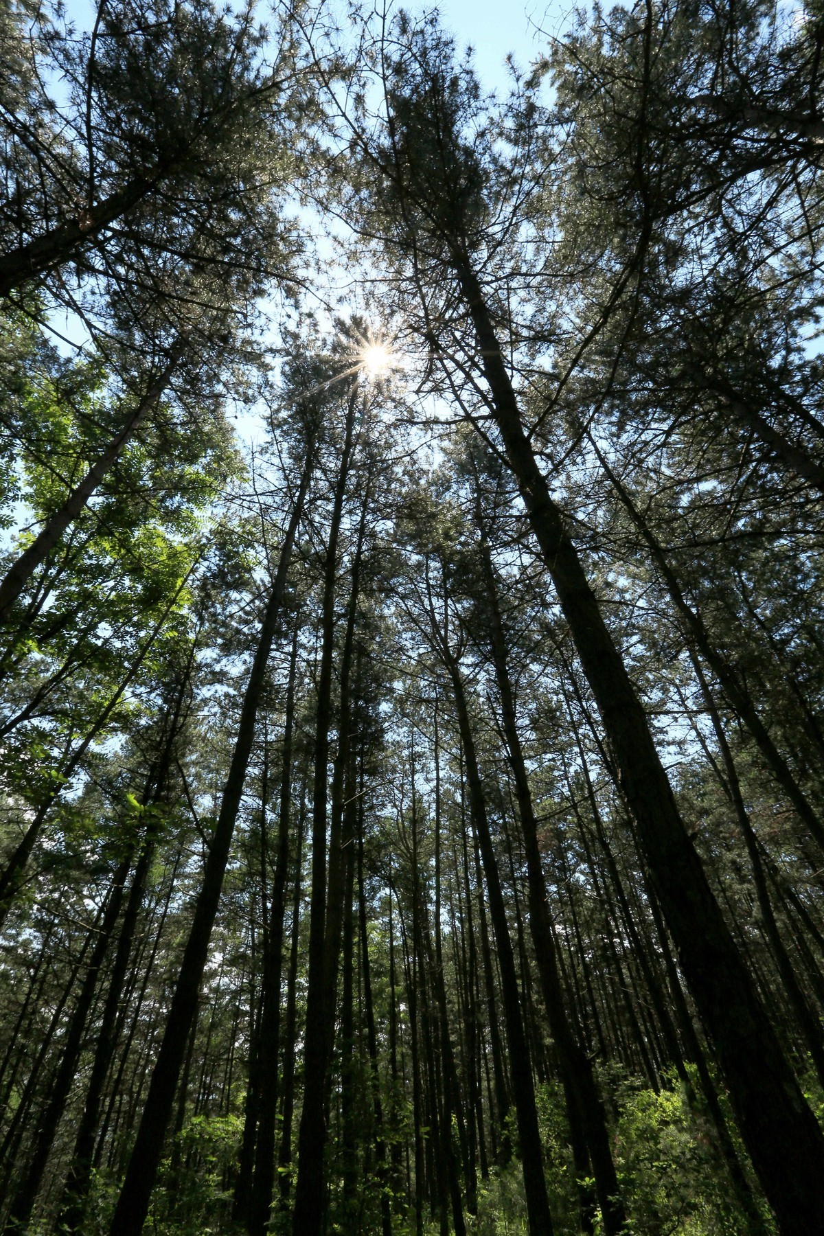 2023年拍长白山松林