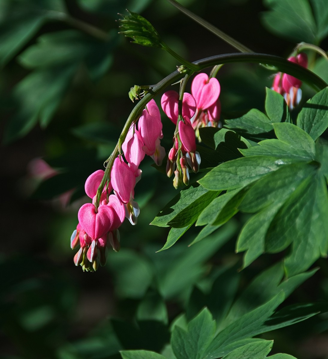 时隔一年再拍花
