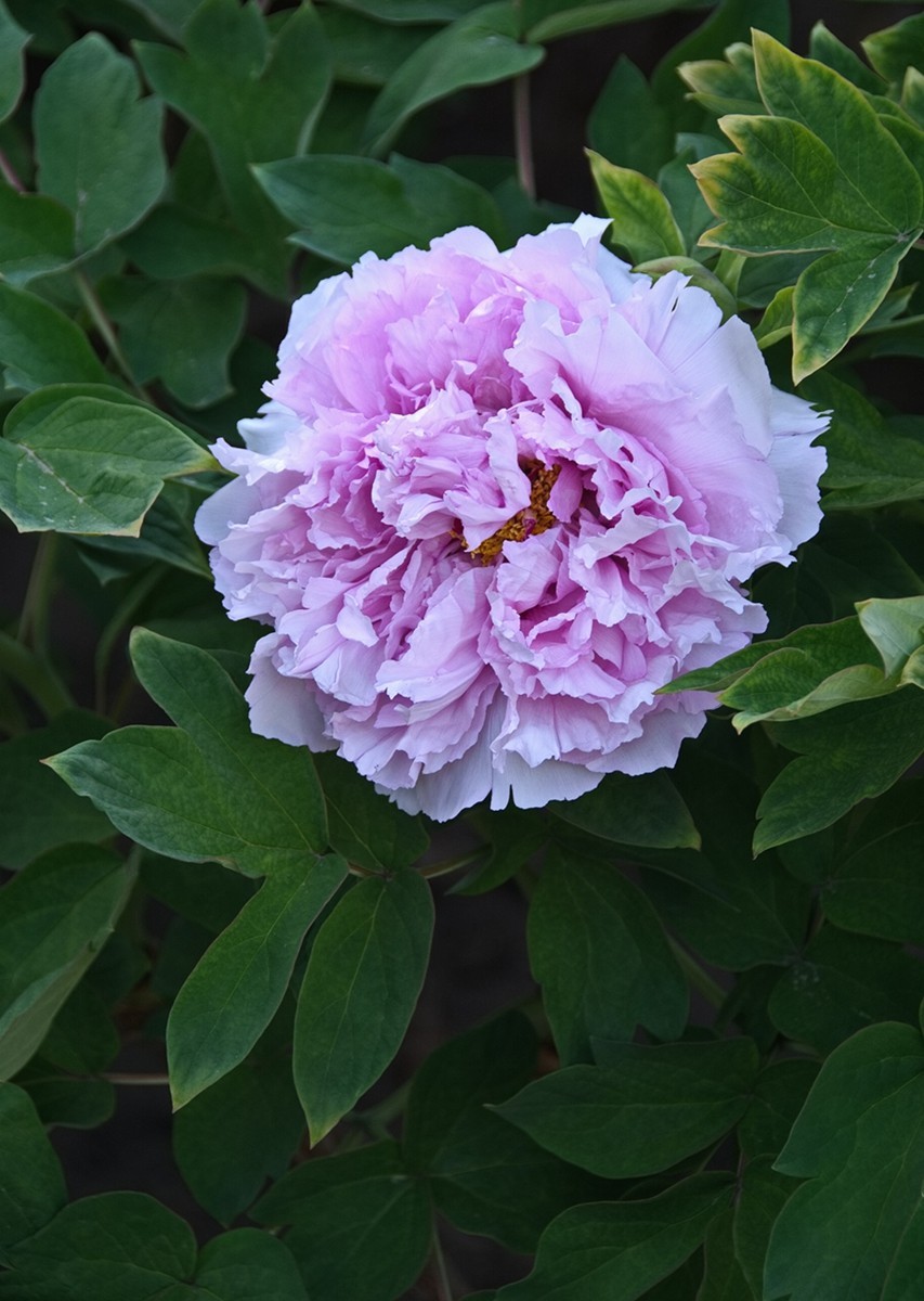 时隔一年再拍花