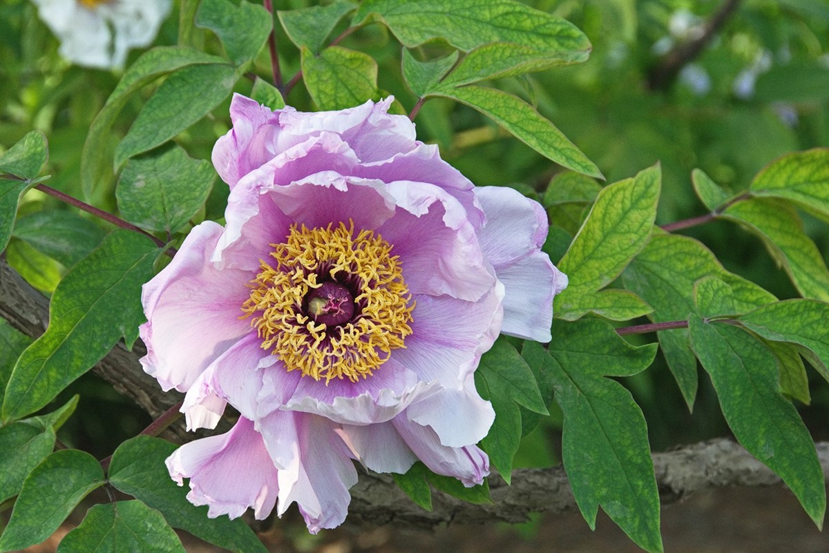 时隔一年再拍花