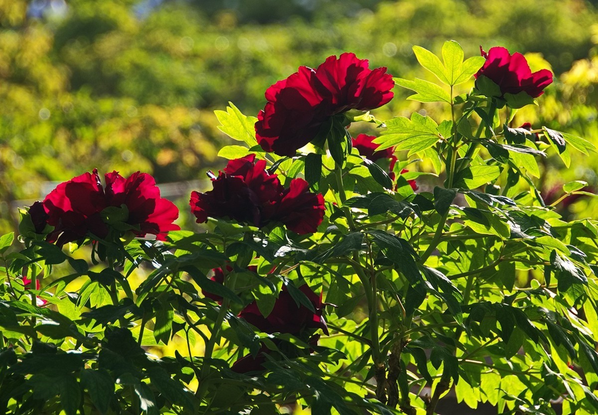 时隔一年再拍花