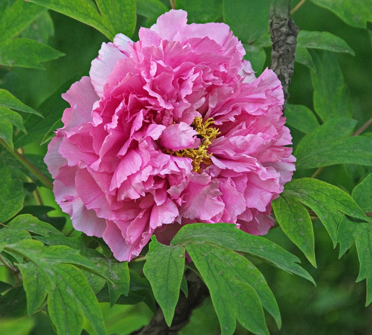 时隔一年再拍花