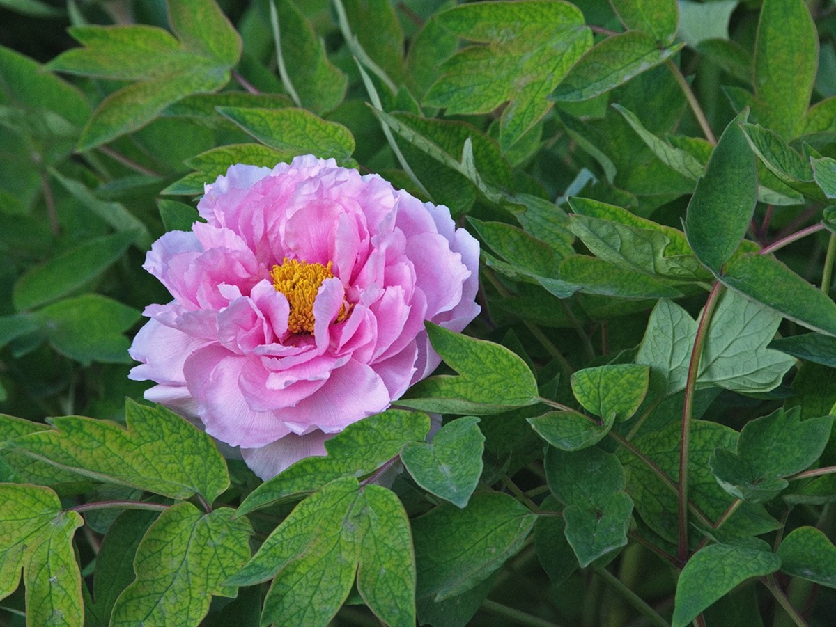 时隔一年再拍花