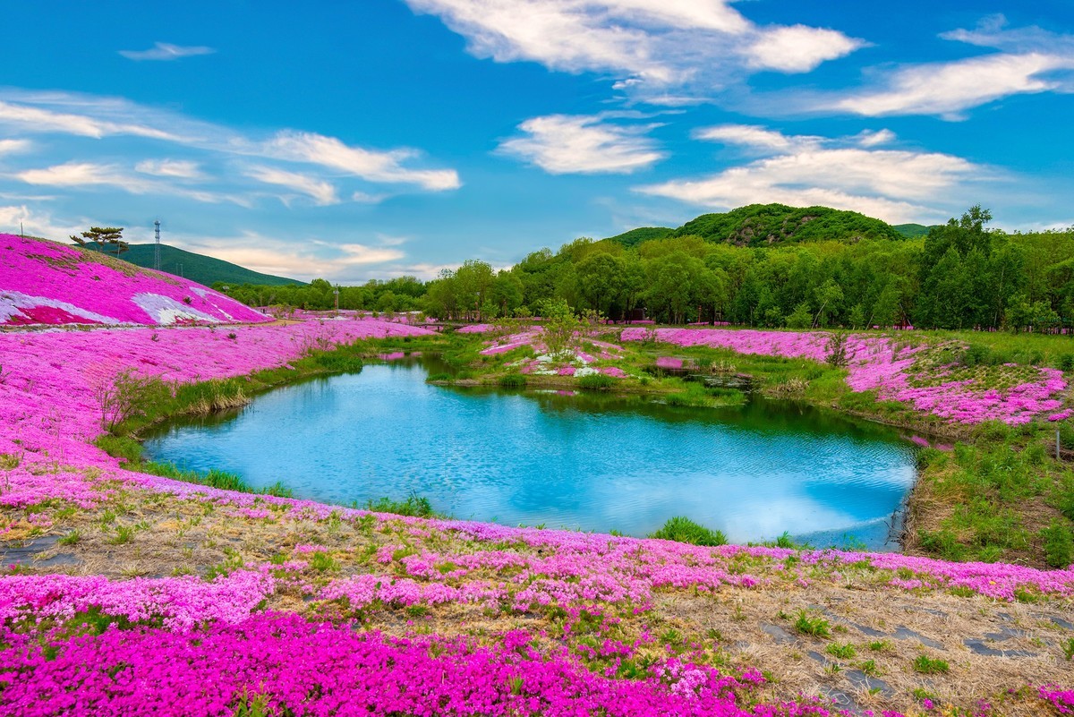 圣洁摇篮山芝樱花公园