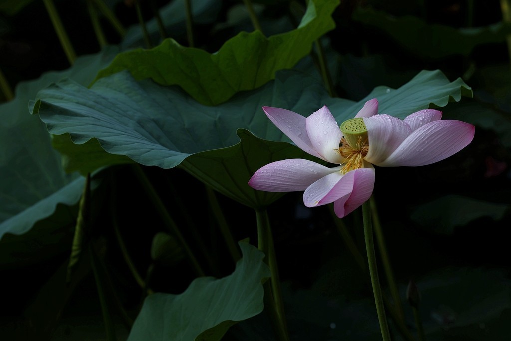 柳荫公园的夏天