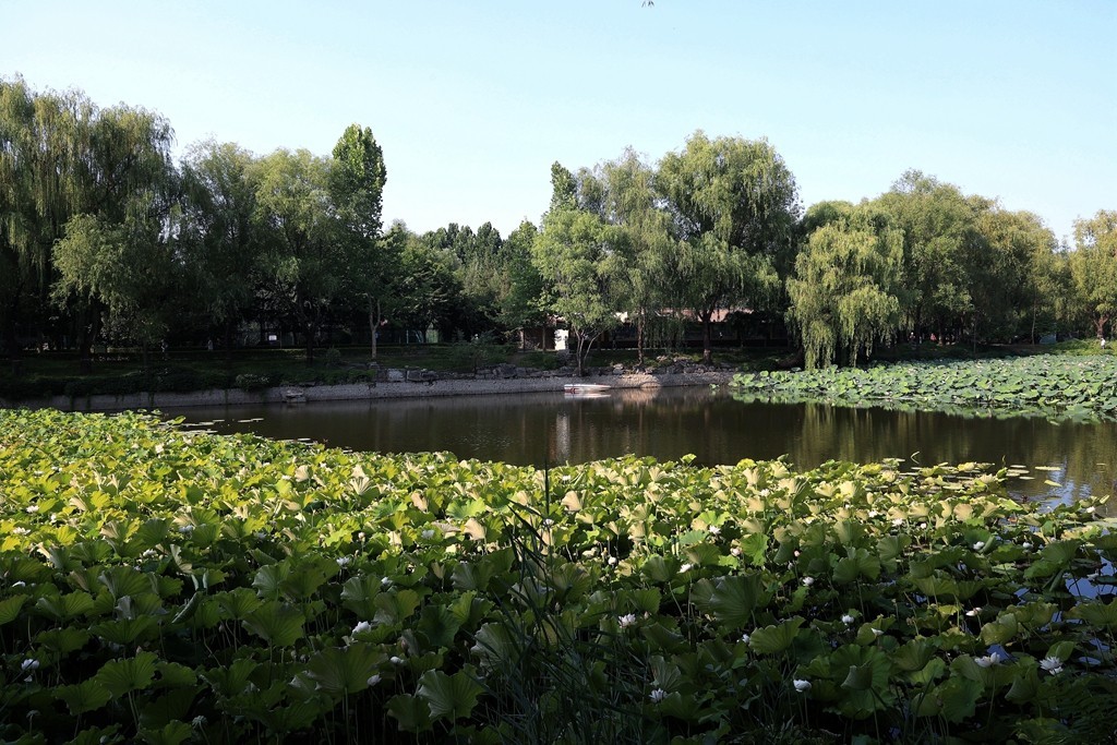 柳荫公园的夏天