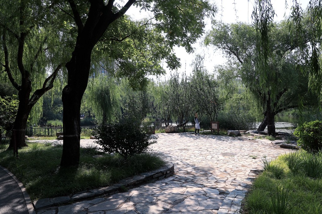 柳荫公园的夏天