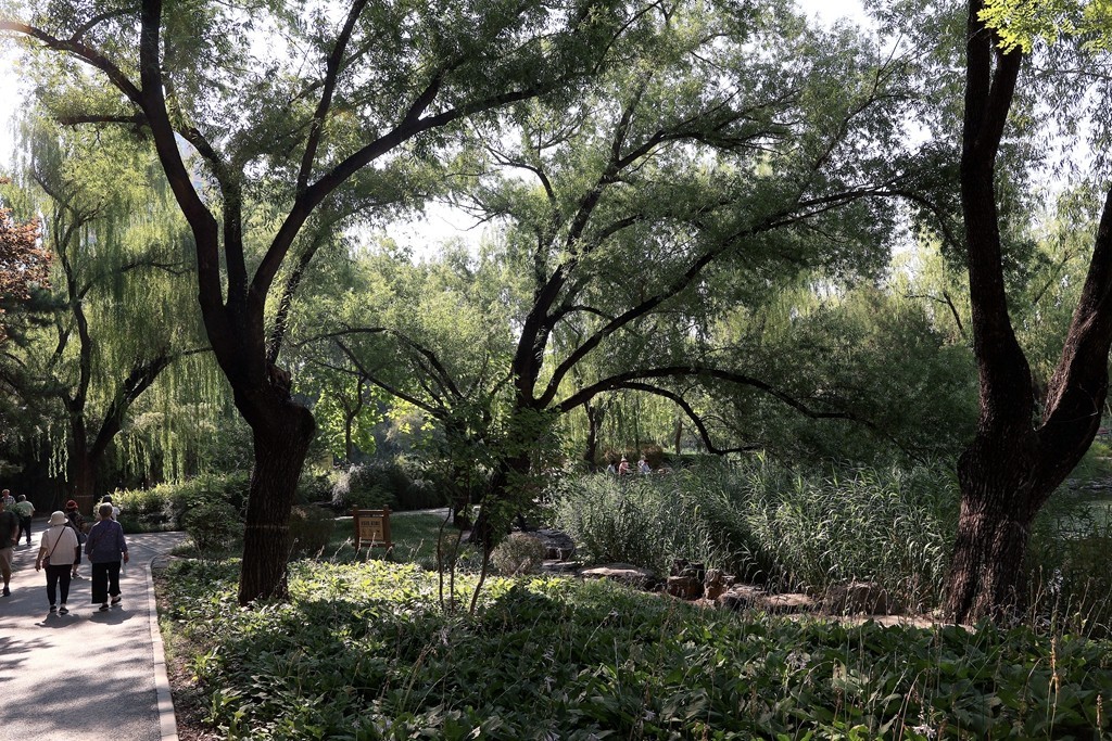 柳荫公园的夏天