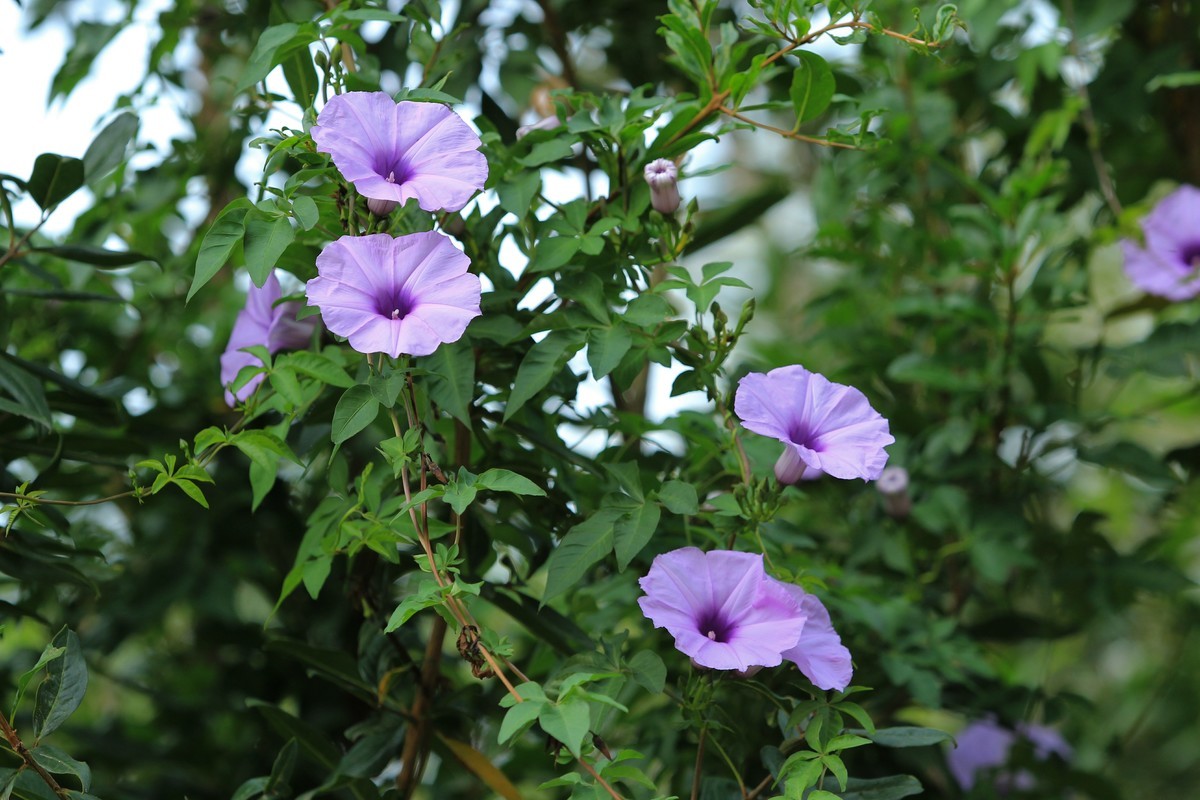 拍摄花卉一（372）