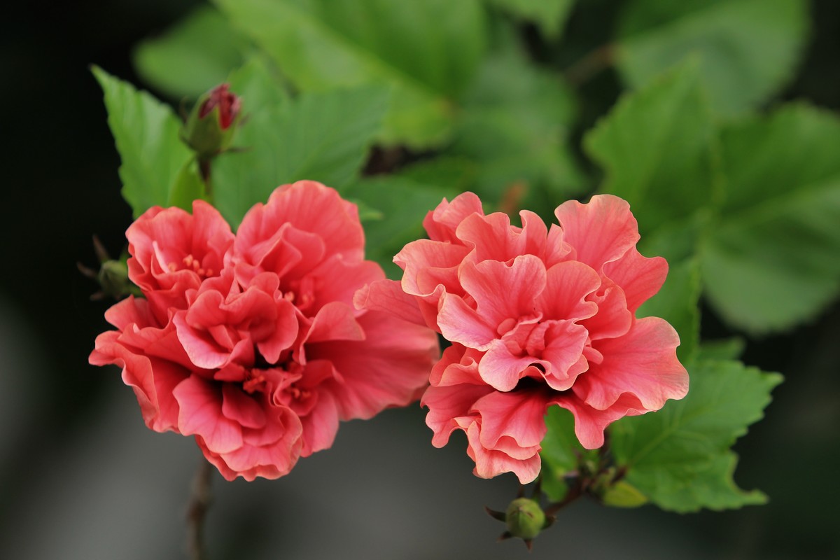 拍摄花卉一（372）