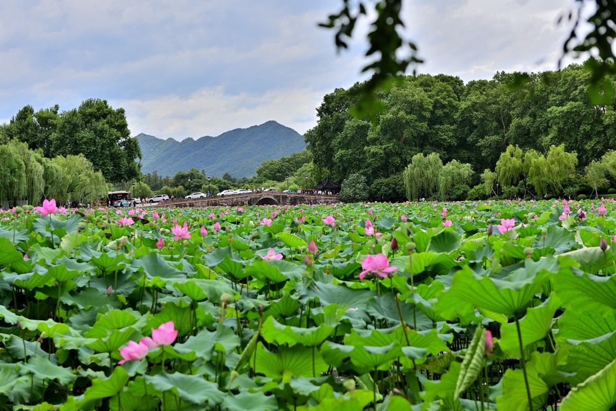 西湖荷花2024