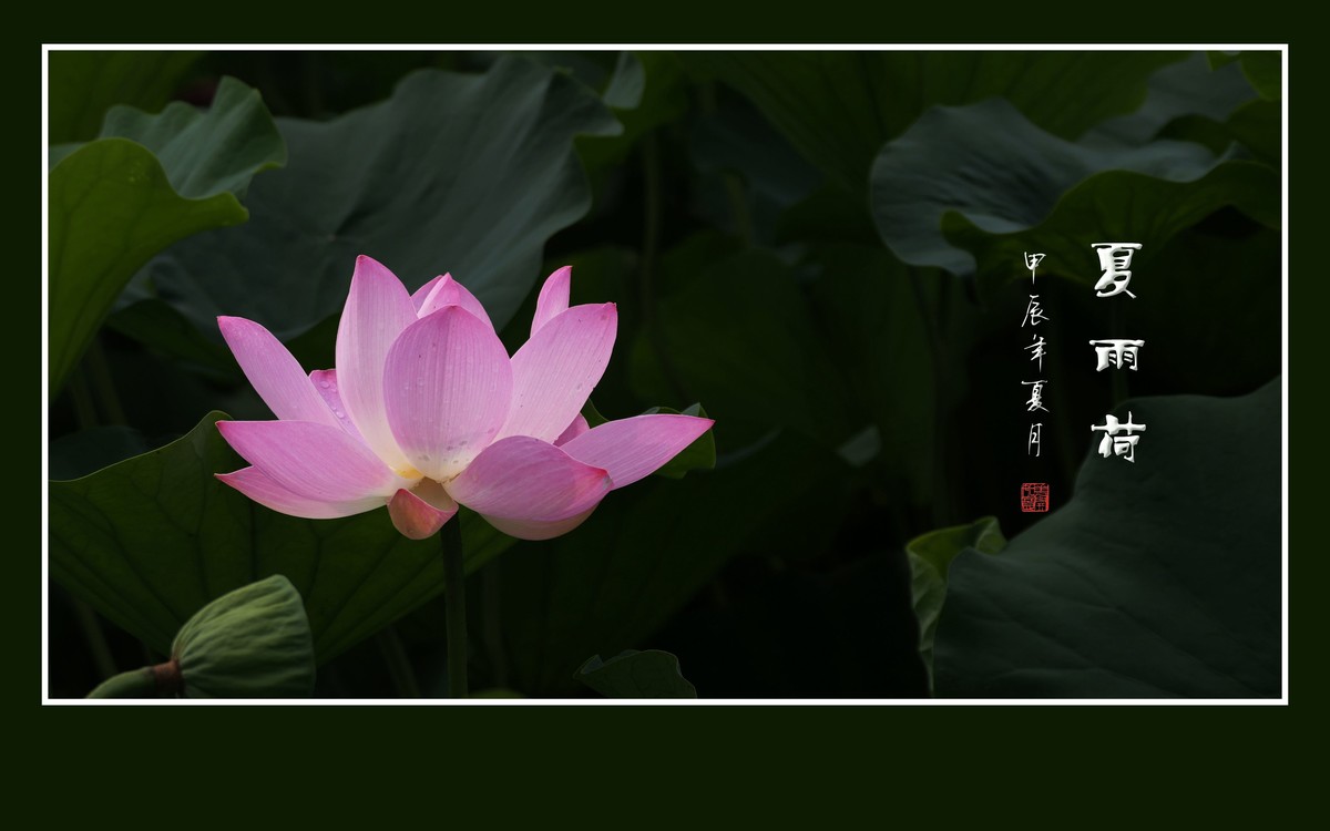 天阴下雨荷流泪，珠润媚容粉娇花