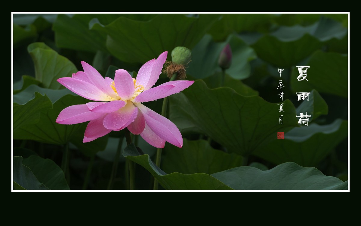 天阴下雨荷流泪，珠润媚容粉娇花