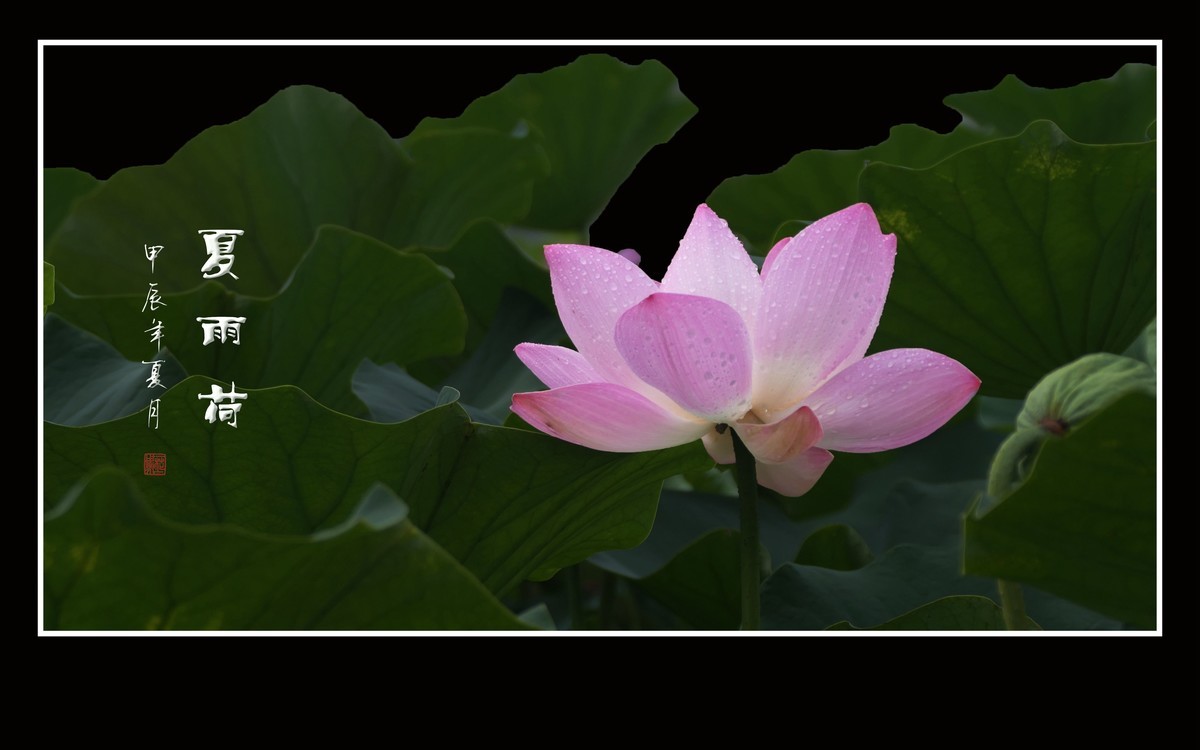 天阴下雨荷流泪，珠润媚容粉娇花