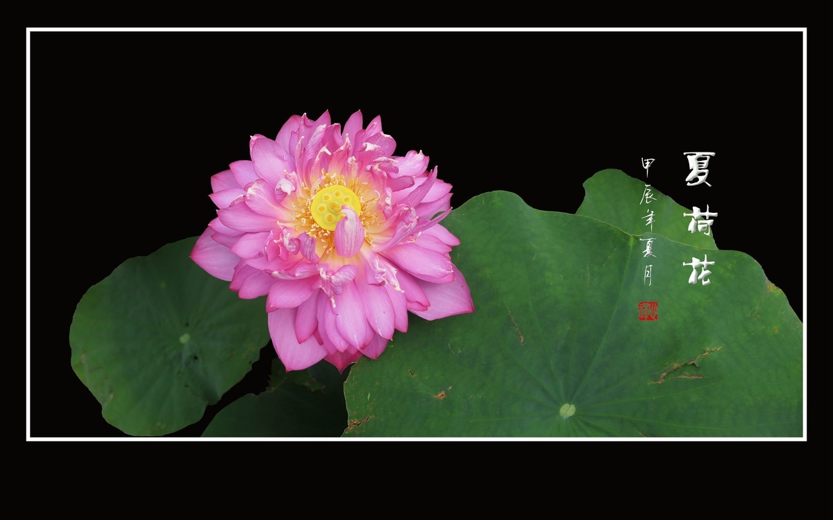 天阴下雨荷流泪，珠润媚容粉娇花