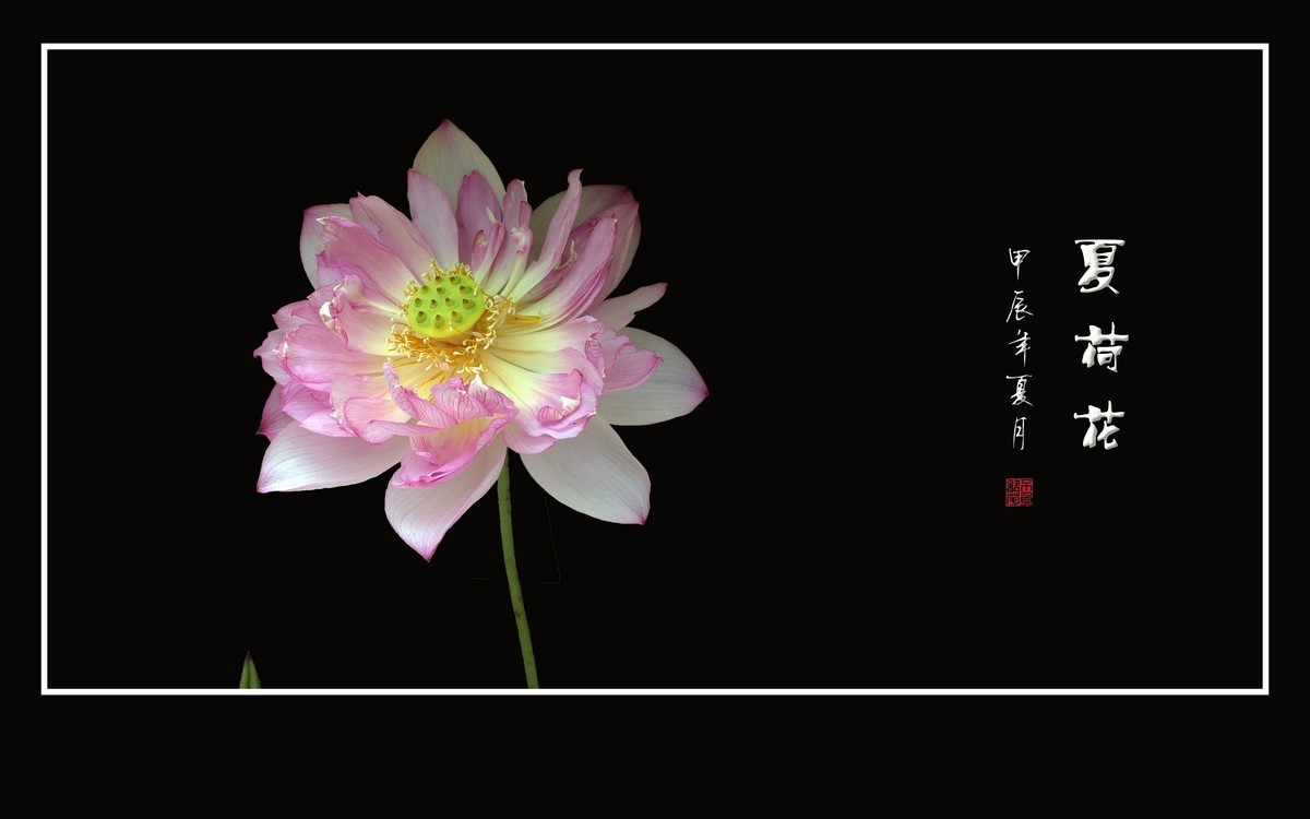 天阴下雨荷流泪，珠润媚容粉娇花