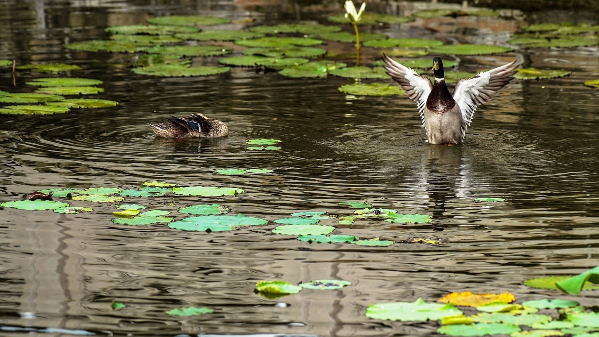 南普陀寺莲花池