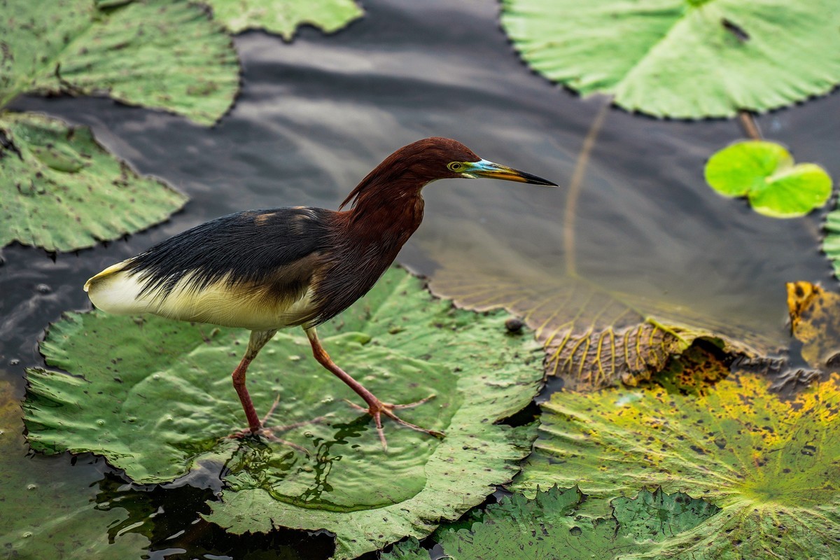 南普陀寺莲花池