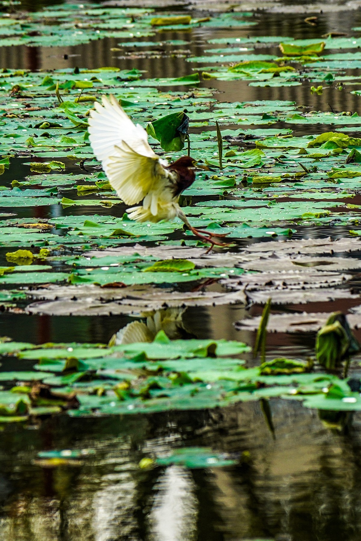 南普陀寺莲花池