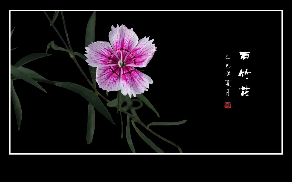 五颜六色的石竹花