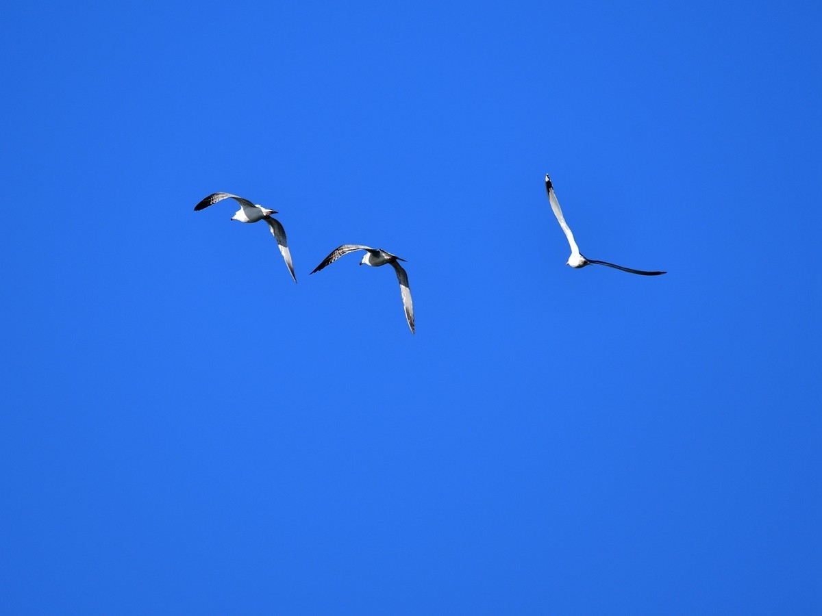 【视觉光影】银 鸥 飞 翔 （2）