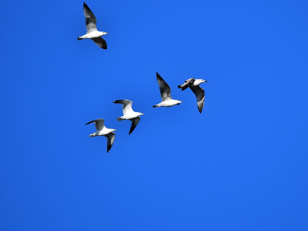 【视觉光影】银 鸥 飞 翔 （2）