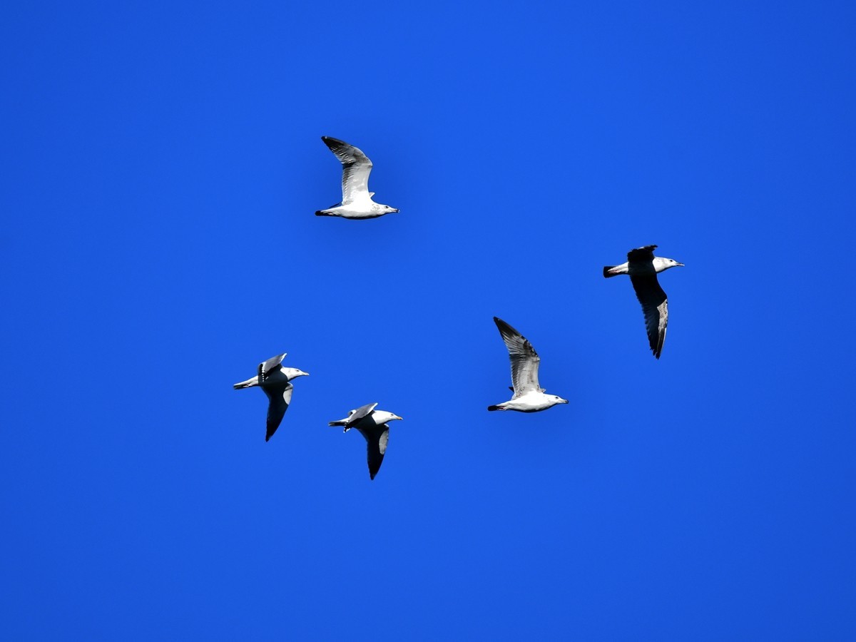 【视觉光影】银 鸥 飞 翔 （2）