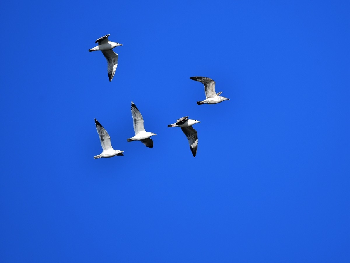 【视觉光影】银 鸥 飞 翔 （2）