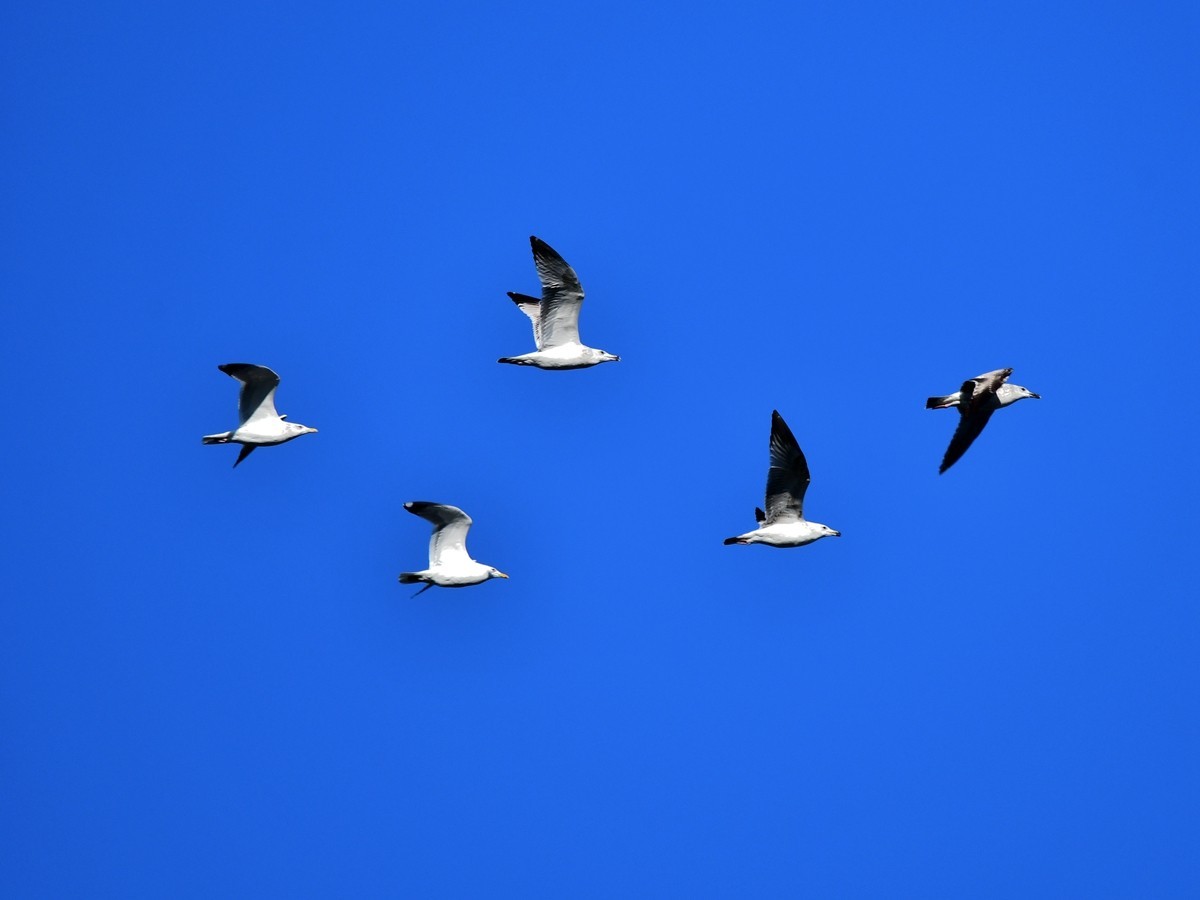 【视觉光影】银 鸥 飞 翔 （2）